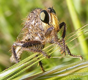 Frip Insect flies - Zandvlei Trust