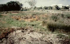 zvnr-Cliffords first job at zandvlei 1998.jpg (82390 bytes)