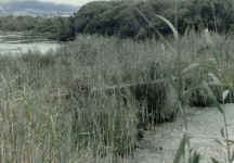 zvnr-foot bridge overgrown 1984.jpg (73570 bytes)