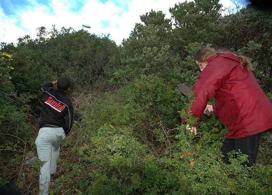 invasive / alien vegetation clearing at Zandvlei Nature Reserve, August ...