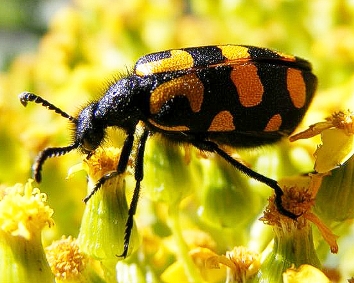 beetles - Zandvlei Trust